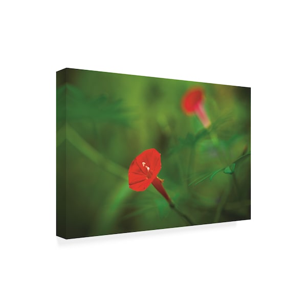 Kurt Shaffer Photographs 'Red Green In Nature' Canvas Art,16x24